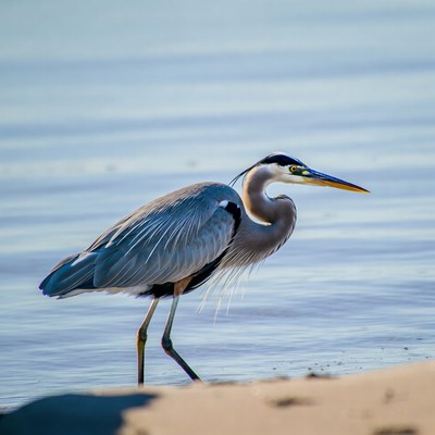 Great Blue Heron standing in water