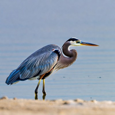 Great Blue Heron standing in water