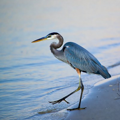 Great Blue Heron walking on beach