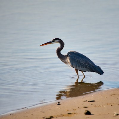 Great Blue Heron Standing in Shallow Water