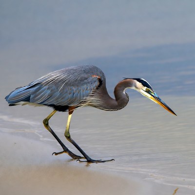 Great Blue Heron walking on shore