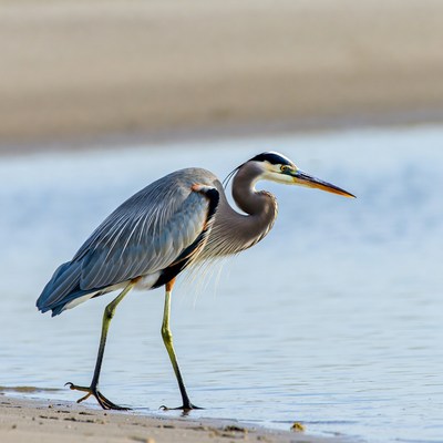 Great Blue Heron at water's edge