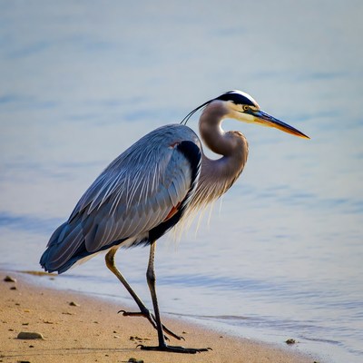 Great Blue Heron on Beach Shore