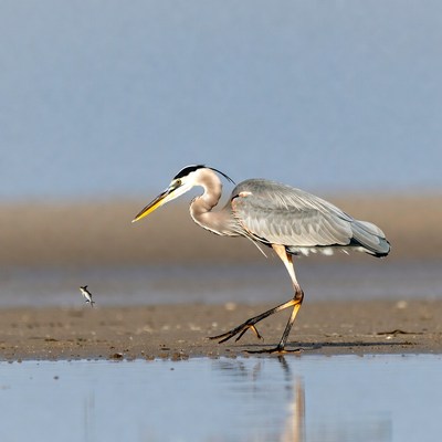 Great Blue Heron Catching Fish