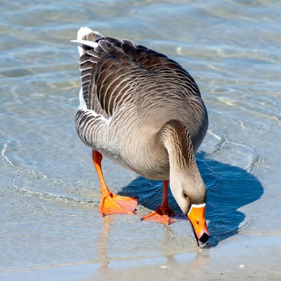 Greylag goose feeding in water