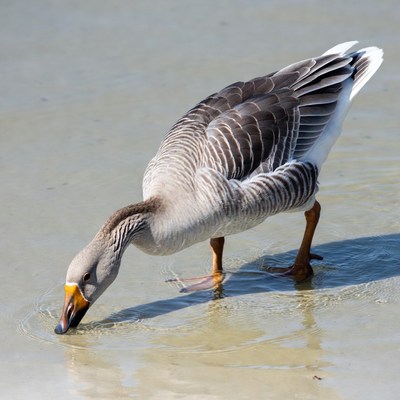 Greylag Goose Drinking Water