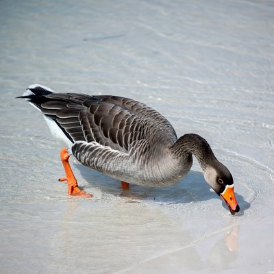 Goose drinking shallow water