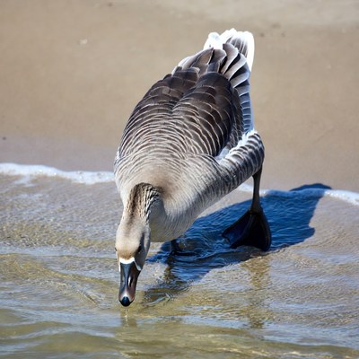 Goose drinking water at beach