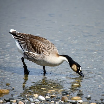 Canada goose drinking water