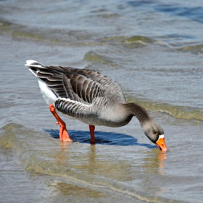 Goose drinking shallow water