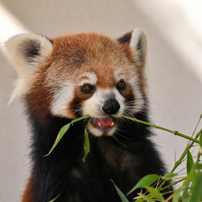 Red Panda Eating Bamboo