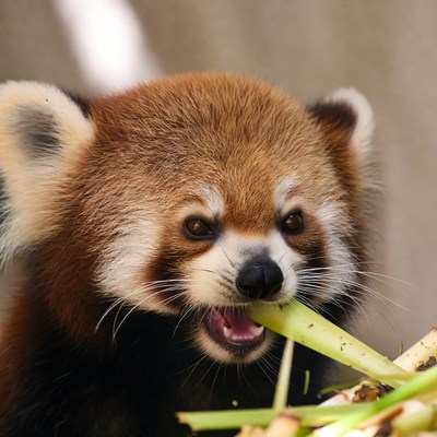 Red panda eating bamboo