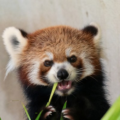 Red Panda Eating Bamboo