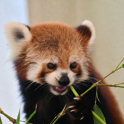 Red Panda Eating Bamboo