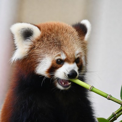Red panda eating bamboo