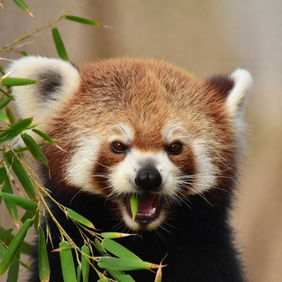 Red Panda Eating Bamboo
