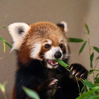 Red panda eating bamboo