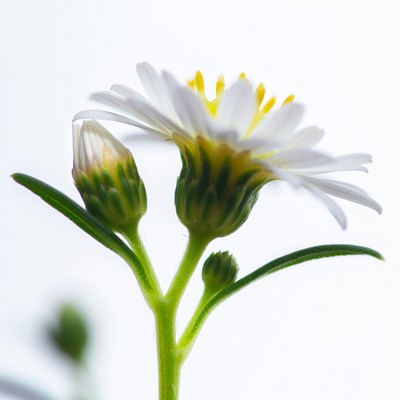 White Daisy Flower with Buds