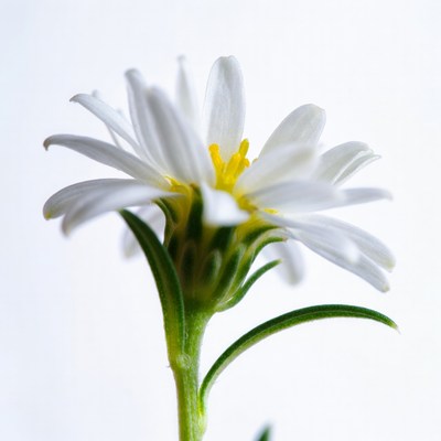 White Daisy Flower Isolated