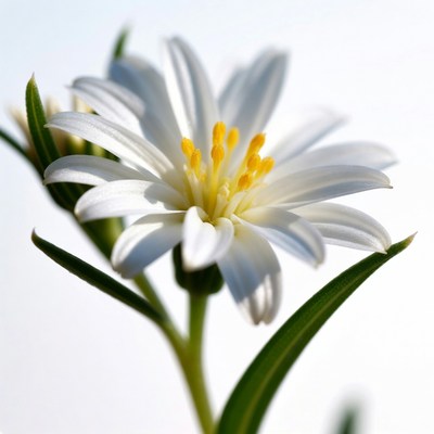 White Daisy Flower with Yellow Center