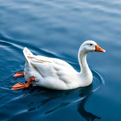 White goose swimming in blue water