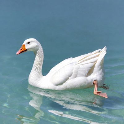 White goose swimming in water