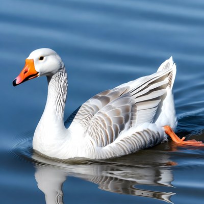 White goose swimming in blue water