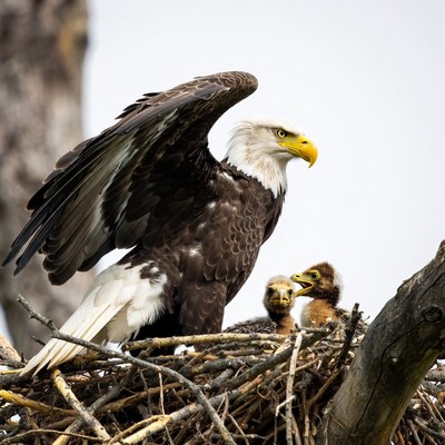 Bald eagle feeding chicks in nest