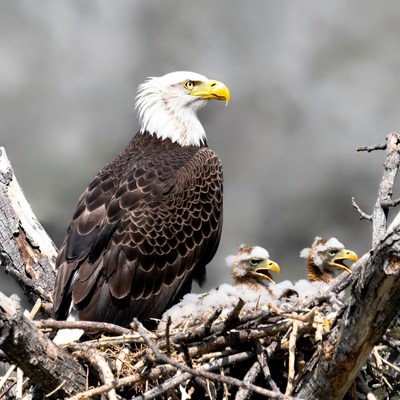 Bald Eagle with Nestlings