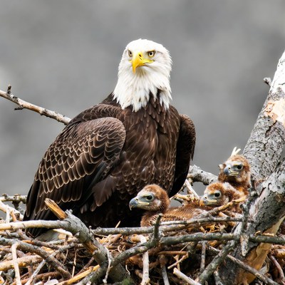 Bald Eagle with Chicks in Nest