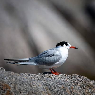 Gull-billed Tern on Rock