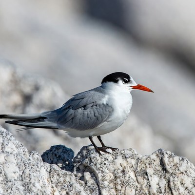 Gull-billed Tern on Rock