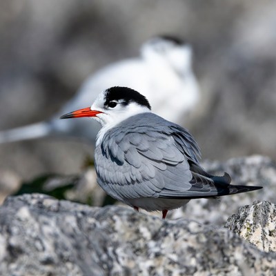 Black-naped tern on rocks