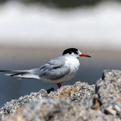 Gull-billed Tern on Rock