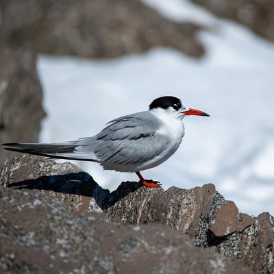 Arctic Tern on Rocky Snow