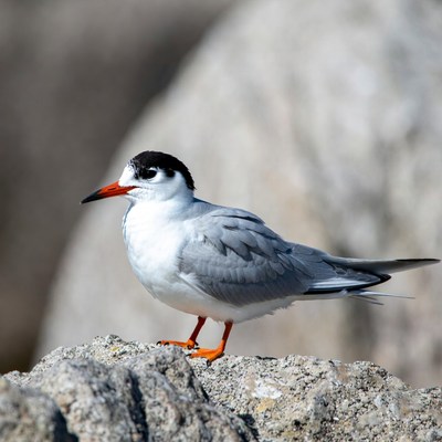 Common Tern on Rock