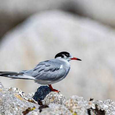 Gull-billed Tern on Rock