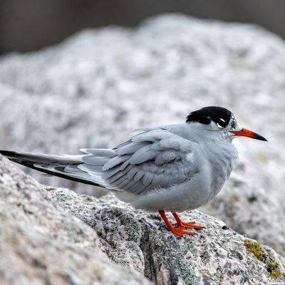 Black Tern on rocky shore