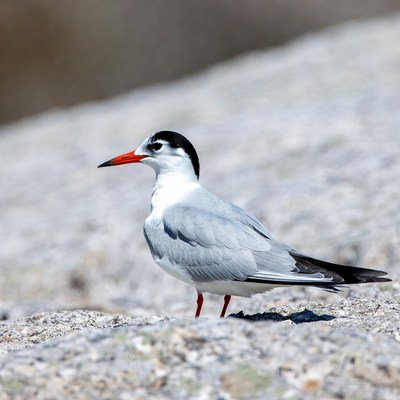 Gull-billed Tern on Rocky Shore