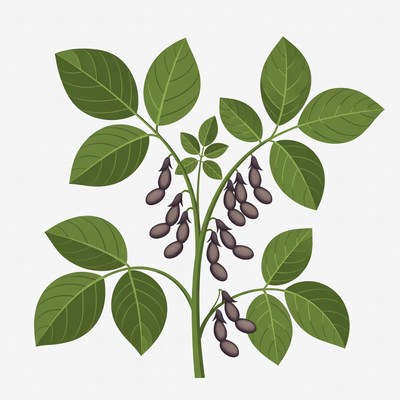 Illustrated Cluster Bean Plant