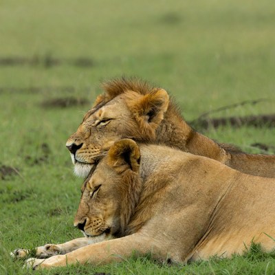 Two lions cuddling in grass