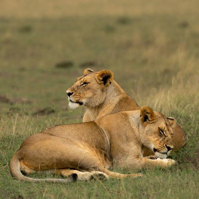 Two lions resting on savanna grass