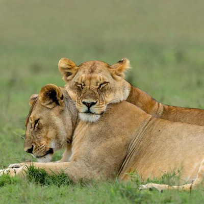 Two lions cuddling in grass