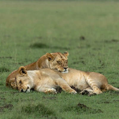 Two lions sleeping in grass