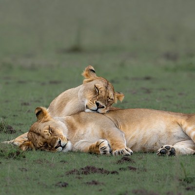 Two lions sleeping in grass