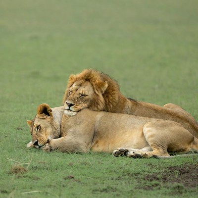 Pair of lions cuddling on grass