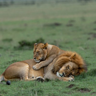 Two lions cuddling in savanna grass
