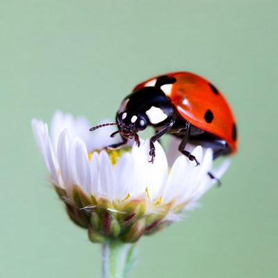 Ladybug on white daisy flower