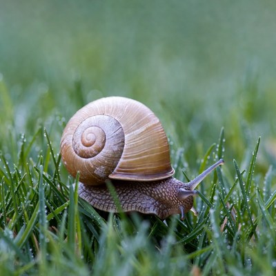 Snail on dewy grass
