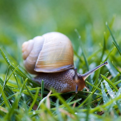 Snail crawling on green grass